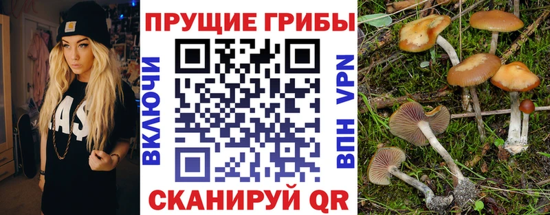 наркота  Мураши  Псилоцибиновые грибы Magic Shrooms 